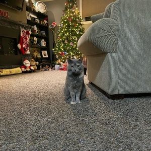 Meet your Posher, Ellie